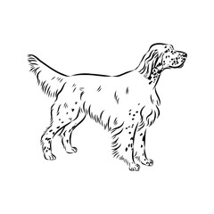 Decorative portrait of standing in profile English Setter, vector isolated illustration