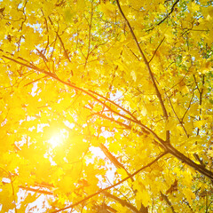 Sunny autumn day with beautiful yellow fall foliage.