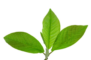 Fototapeta premium Close-up of fresh green leaves on a branch with transparent background.