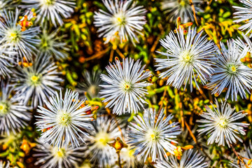 Close up of Mesembryanthemum white flowers