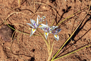 Delicate white, yellow and blue flowering iris