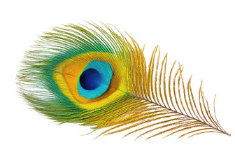 Obraz premium Colorful Peacock Feather with Vibrant Hues of Blue, Green, and Yellow on a White Background