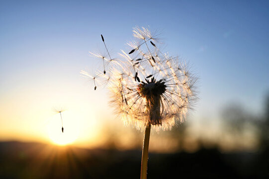 Blowing dandelion fluffs at sunset