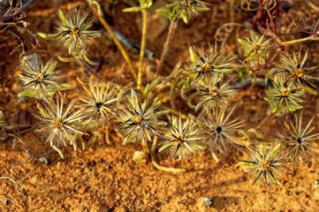 Plant seedpods with long hairy spikes in veld