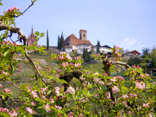 Apple Trees in a Village