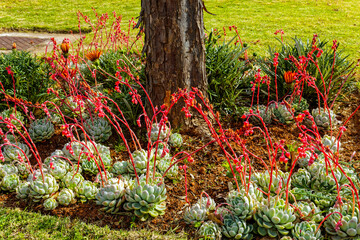 Flowering Mexican snow balls in garden