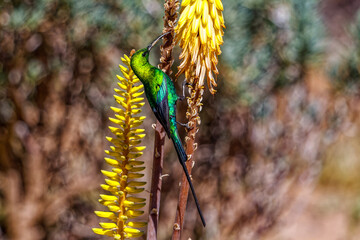 Malachite sunbird collecting nectar from aloe