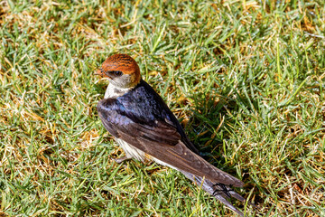 Migrant Greater Striped Swallow collecting mud