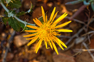 Bright yellow flower of the African thistle