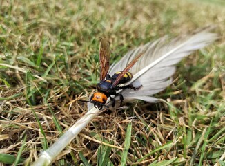 Wasp on a feather 