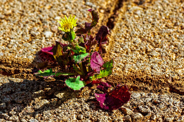 Common sowthistle growing through brick paving