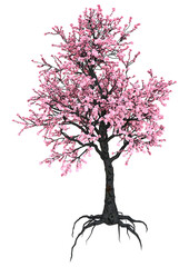 Obraz premium 3D Rendering Pink Blooming Sakura Tree on White