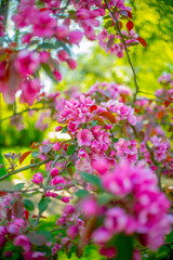 pink flowers in the garden