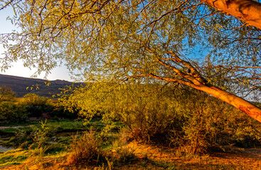 Leaning Acacia tree in the evening light