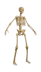 Isolated human skeleton for composition. Science, human anatomy and medicine concepts.