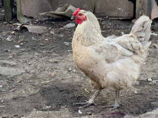 chicken outdoors. Krkpny plan of chicken