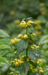 Beautiful close-up of lamium galeobdolon