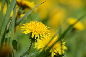 Naklejka premium Blooming dandelion, spring flower in green grass. Meadow with dandelions