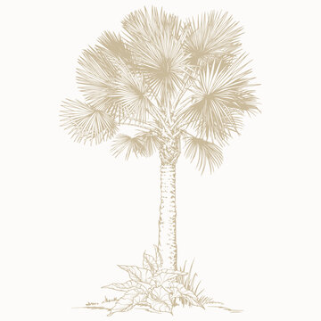 Hand-Drawn Botanical Palm Sketch. Vector Clip Art. Botanical illustration of sabal or washingtonia tree.