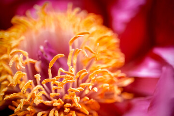 Vibrant Peony Flower Close-Up
