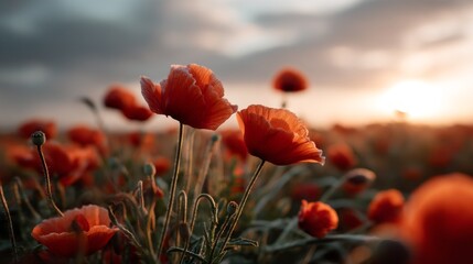 Obraz premium Fields filled with blooming red flowers sway gently in the evening breeze as the sun sets behind distant clouds, casting a warm, golden light over the landscape, offering a tranquil moment of beauty