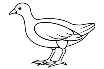 Moorhen Outline Illustration
