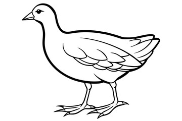 Moorhen Outline Illustration