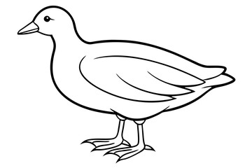 Moorhen Outline Illustration