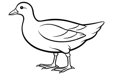 Moorhen Outline Illustration