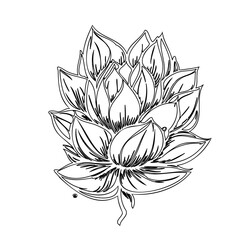 Elegant Lotus Flower Bud Line Drawing for Botanical Illustration Project