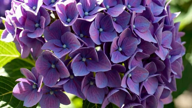 Closeup sequence of blooming purple hydrangeas swaying gently in sunlit garden