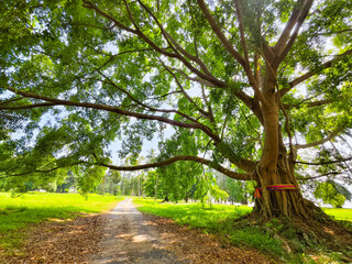 Majestic Tree on Path: A colossal tree stands tall, its sprawling branches and verdant leaves...