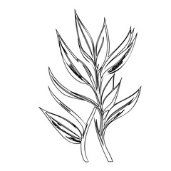 Elegant botanical illustration showcasing slender leaves on interlaced stems