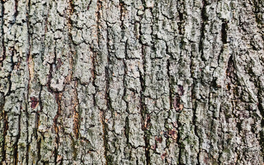 Nature's Canvas: A close-up view showcases the rugged texture and intricate patterns of tree bark. The weathered surface, marked by deep ridges and subtle color variations.