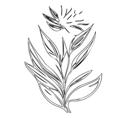 Elegant botanical illustration featuring outlined leaves and a simplified bloom