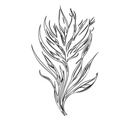 Abstract botanical illustration featuring delicate lines and floral elements