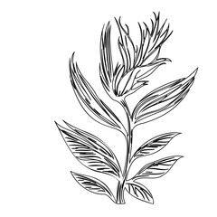 Elegant botanical sketch: a delicate interplay of linear foliage and floral detail