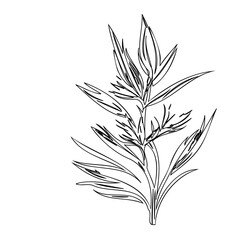 Elegant botanical line drawing of stylized foliage against a white background