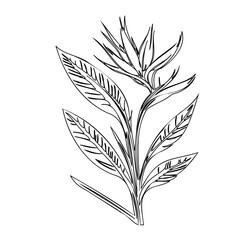 Minimalist tropical strelitzia flower outline drawing, artistic botanical design