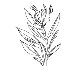 Elegant plant illustration conveying nature's beauty with its graceful lines