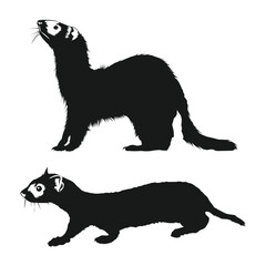 black footed ferret silhouette on white background vol 03