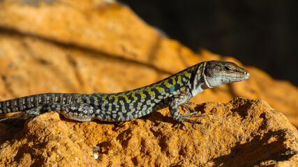 lizard on the rock