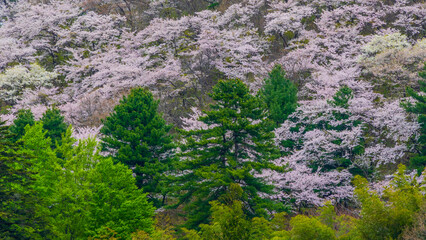 満開の桜と新緑　日本の春