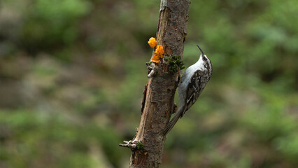 Rampichino alpestre (Certhia familiaris)