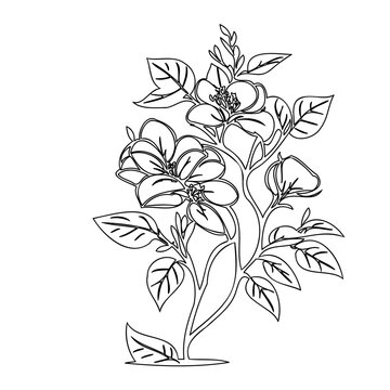 recommend clip art: Elegant floral illustration featuring blossoming dogwood flowers and foliage