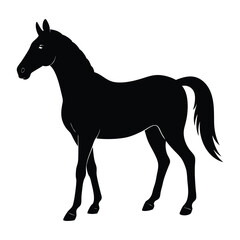 Silhouette of a Walking Horse on a White Background