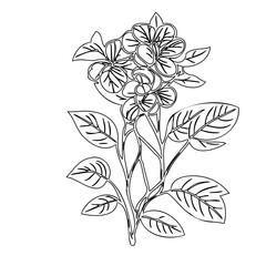 Minimalist botanical illustration of blooming floral arrangement in outline