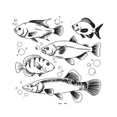 fish on a white background