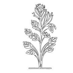 Elegant botanical line art illustration of a flowering plant with detailed leaves