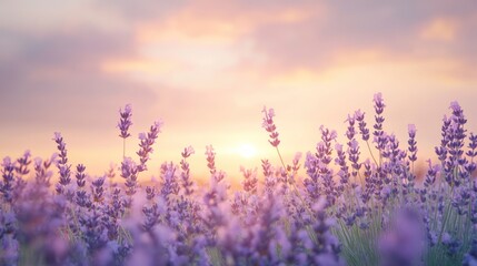 Fototapeta premium Lavender field at sunset.